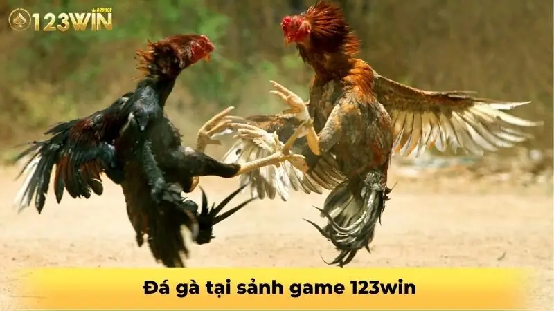  Đá gà tại sảnh game 123win